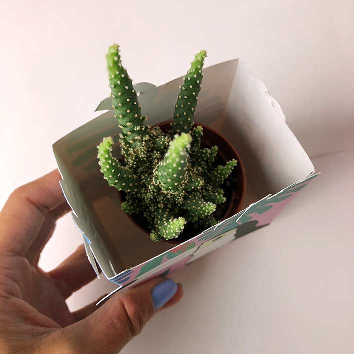 Tropical gift boxes diy with mini cactus inside designed by Doodlemoo, free download